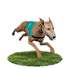 娛樂城PPT娛樂城白金賽狗